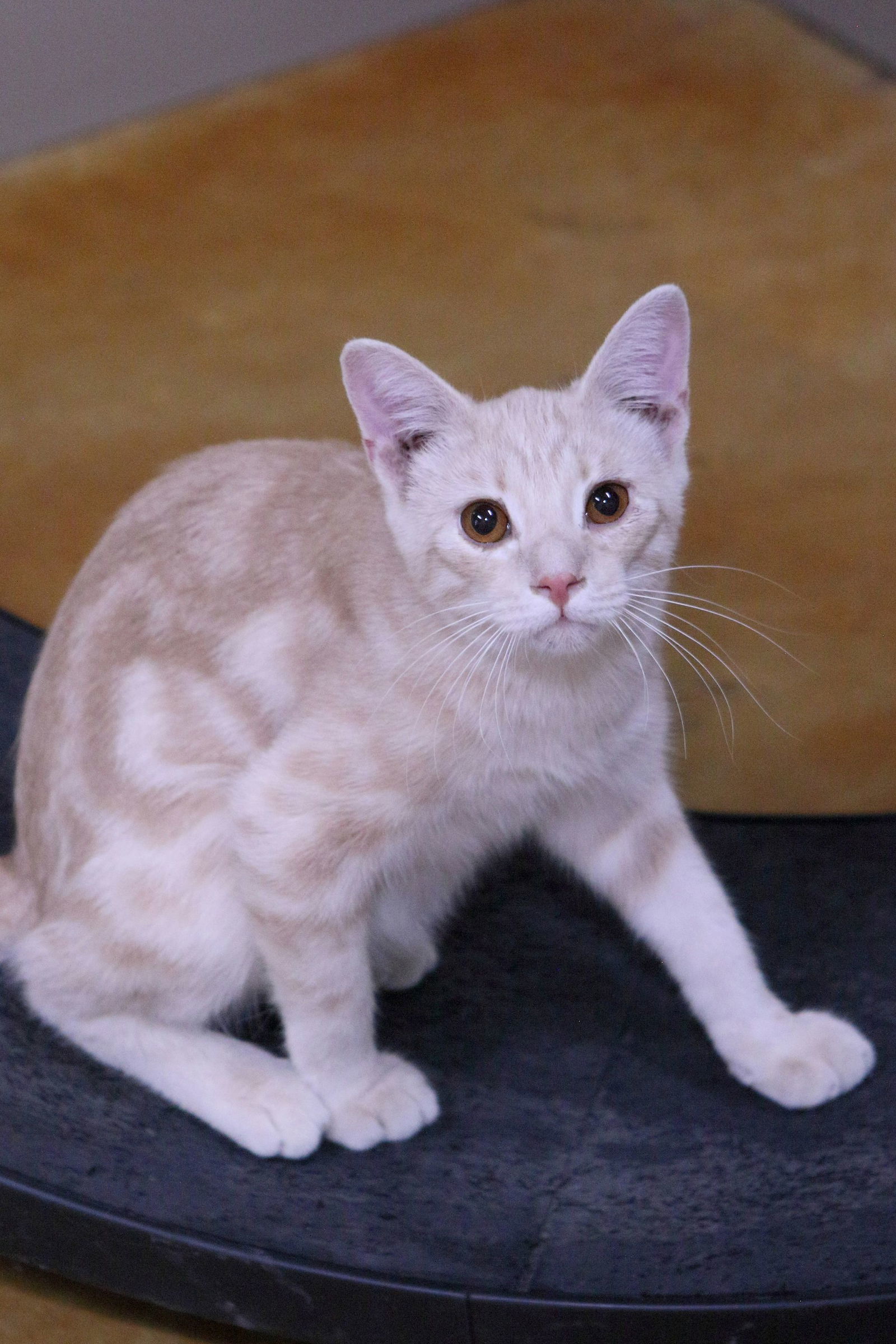 Angelo, an adoptable Domestic Short Hair in Austin, MN, 55912 | Photo Image 1