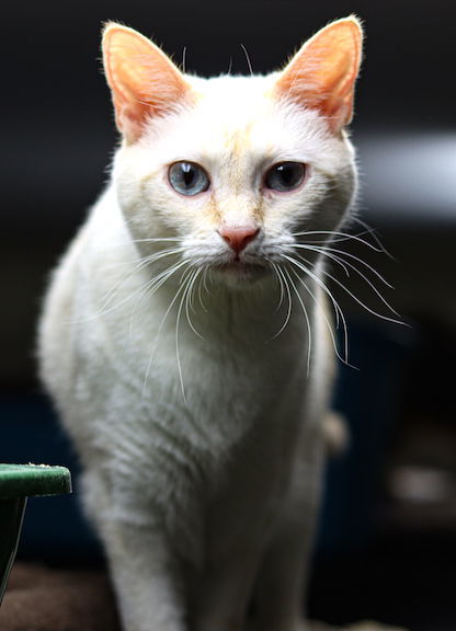 Nala, an adoptable Siamese, Domestic Short Hair in Albemarle, NC, 28001 | Photo Image 2