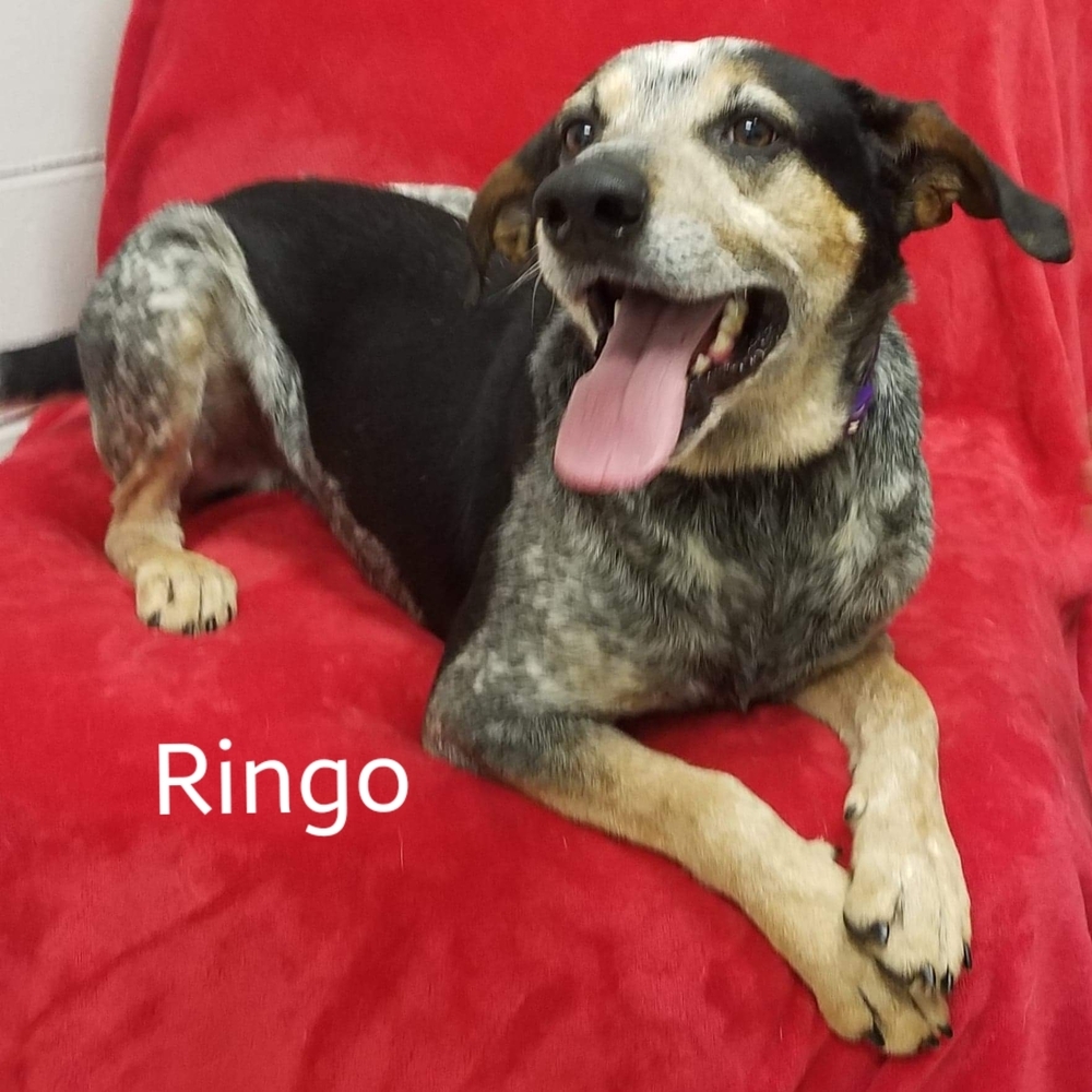 Ringo