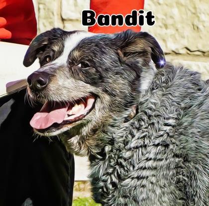 Bandit