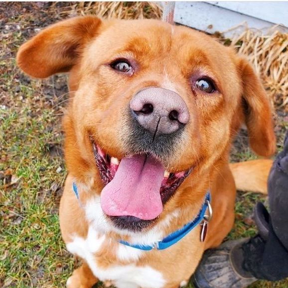 Terrier mix with golden hot sale retriever