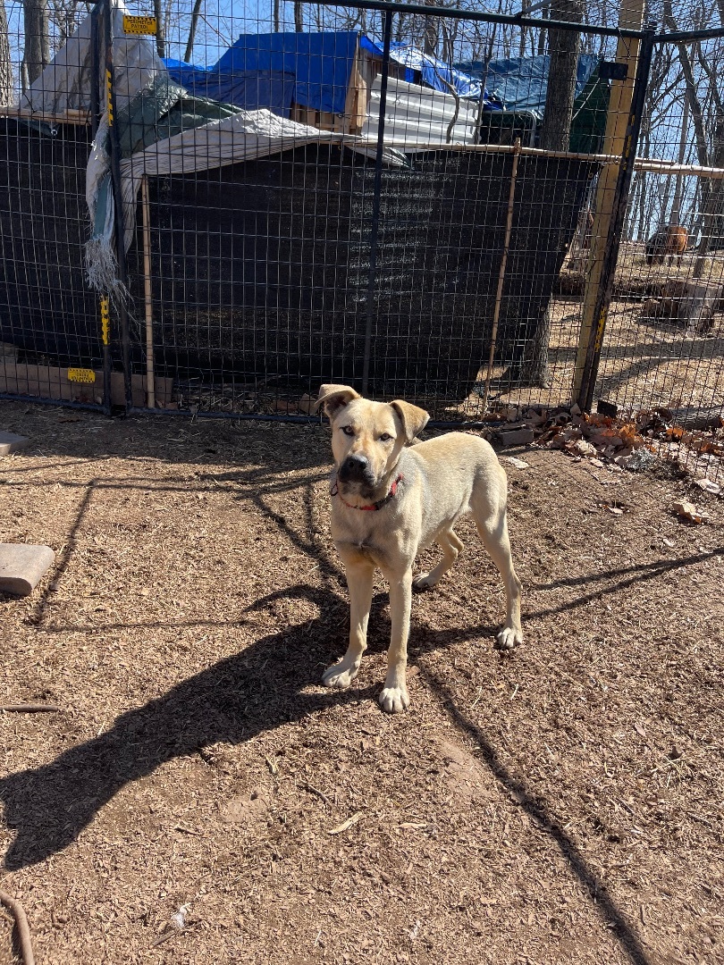 Donner, an adoptable German Shepherd Dog, Labrador Retriever in Hedgesville, WV, 25427 | Photo Image 1