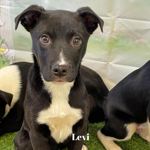 Levi