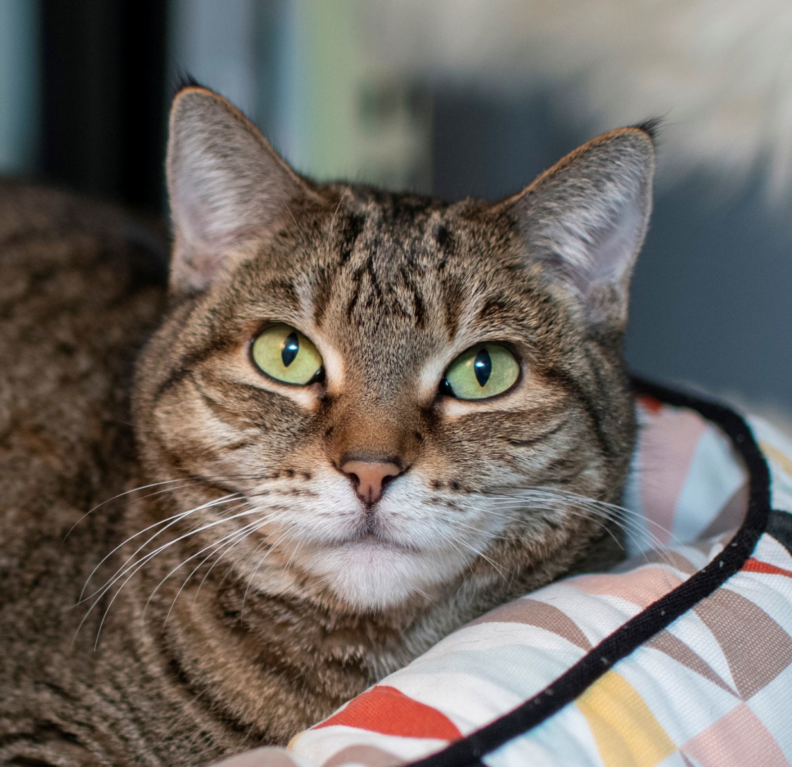 Precious, an adoptable Domestic Short Hair in San Jose, CA, 95112 | Photo Image 1