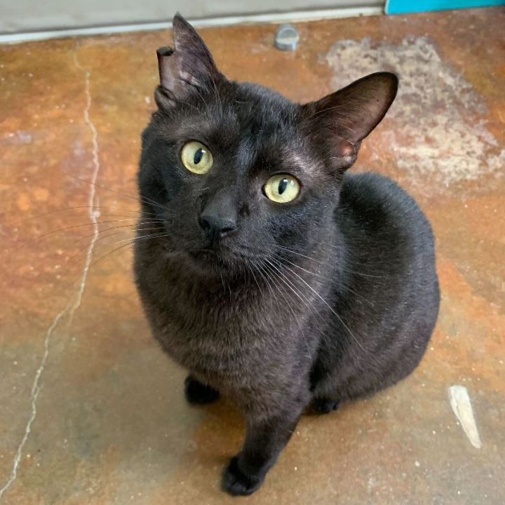 Void, an adoptable Domestic Short Hair in Carencro, LA_image-3