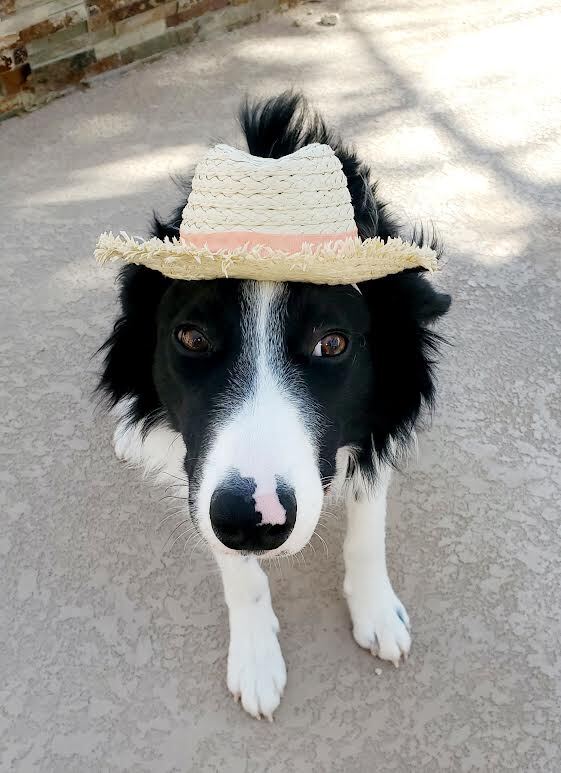 how to wear out border collie