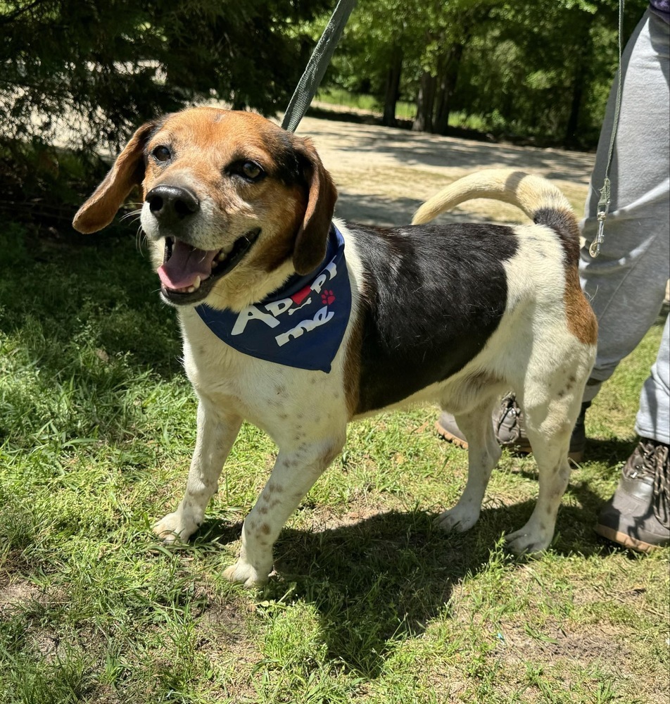 Bruiser, an adoptable Beagle in Troy, AL, 36081 | Photo Image 1