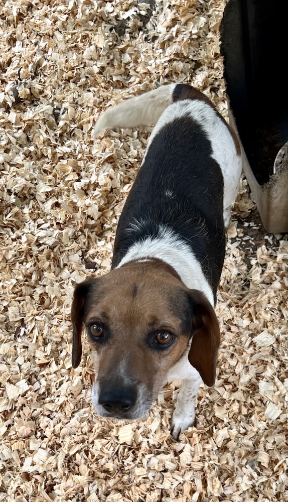 Bruiser, an adoptable Beagle in Troy, AL, 36081 | Photo Image 1