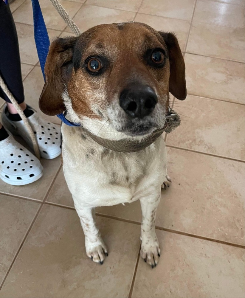 Bruiser, an adoptable Beagle in Troy, AL, 36081 | Photo Image 2