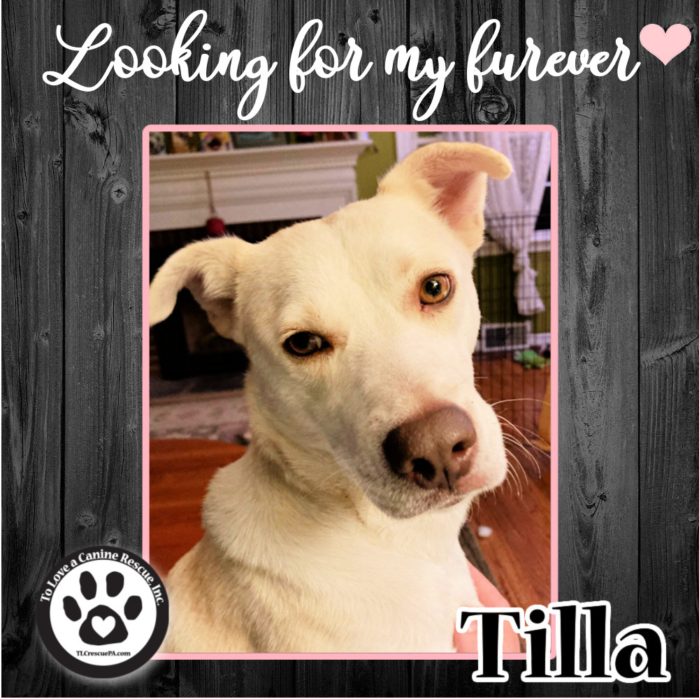 Tilla (mom to Tilla pups) 031922