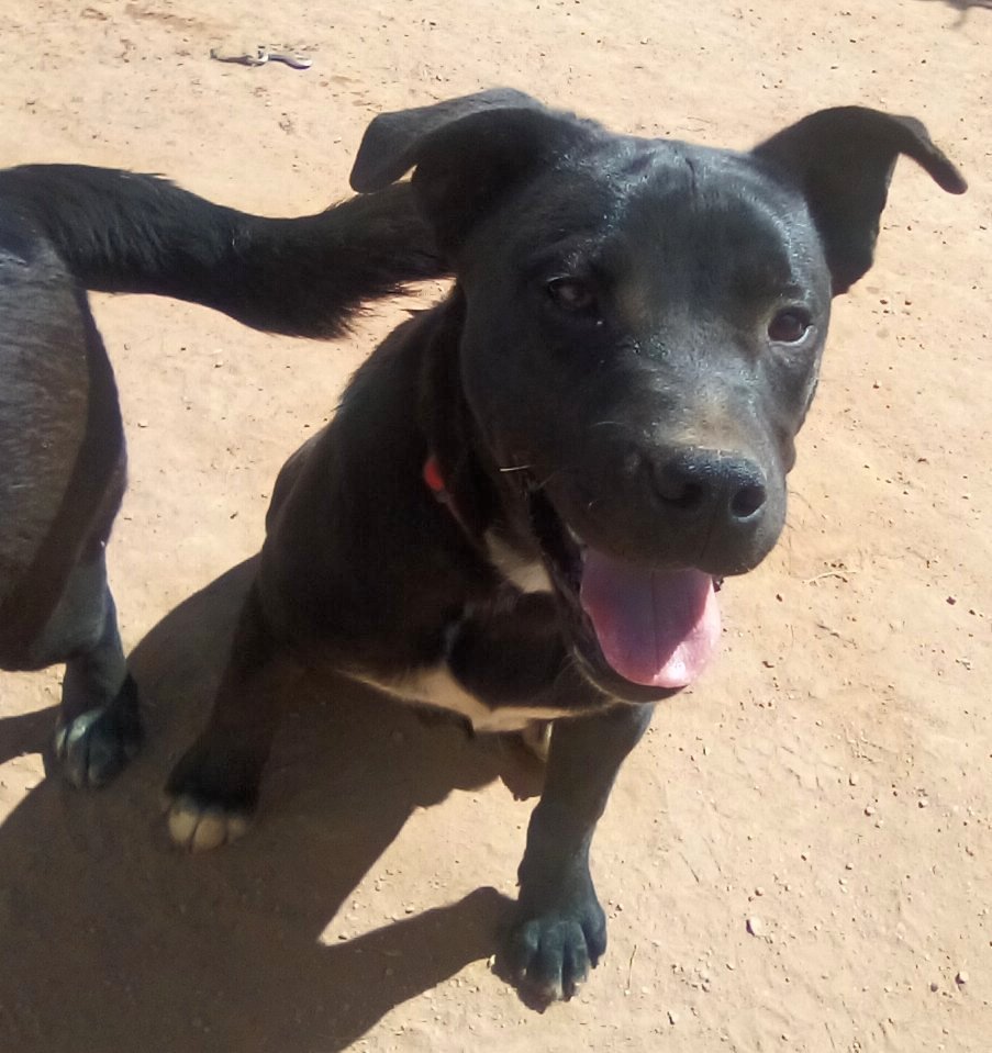 Baloo of the Disney pups