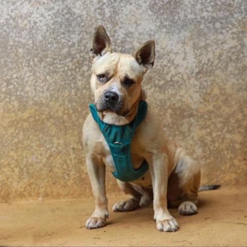 Talon, an adoptable English Bulldog, Boerboel in Lihue, HI, 96766 | Photo Image 3