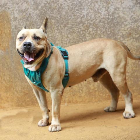Talon, an adoptable English Bulldog, Boerboel in Lihue, HI, 96766 | Photo Image 4