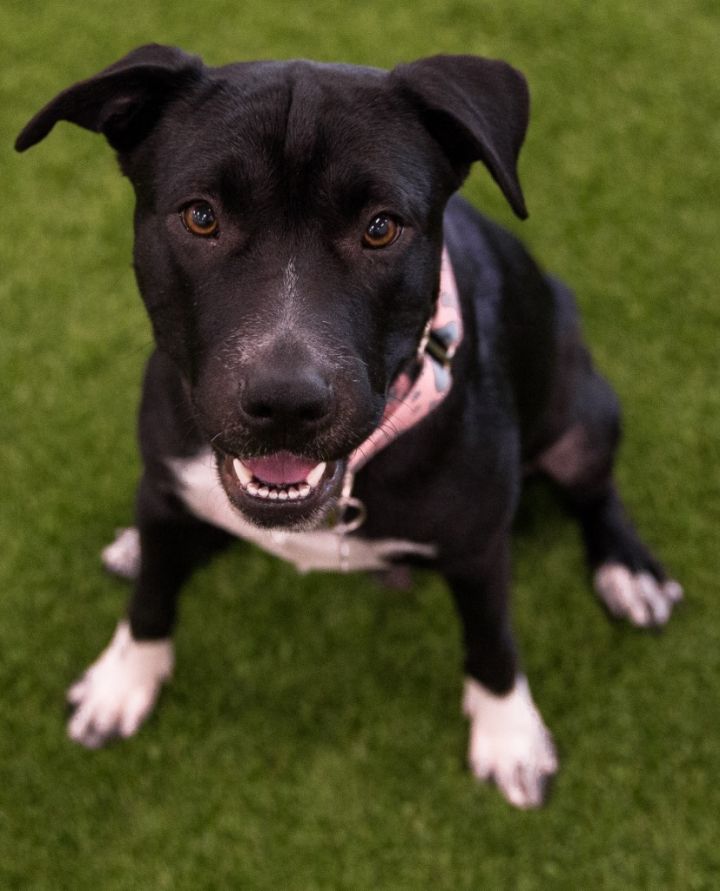 Raisin, an adoptable Pit Bull Terrier & Shar-Pei Mix in Phoenix, AZ_image-6