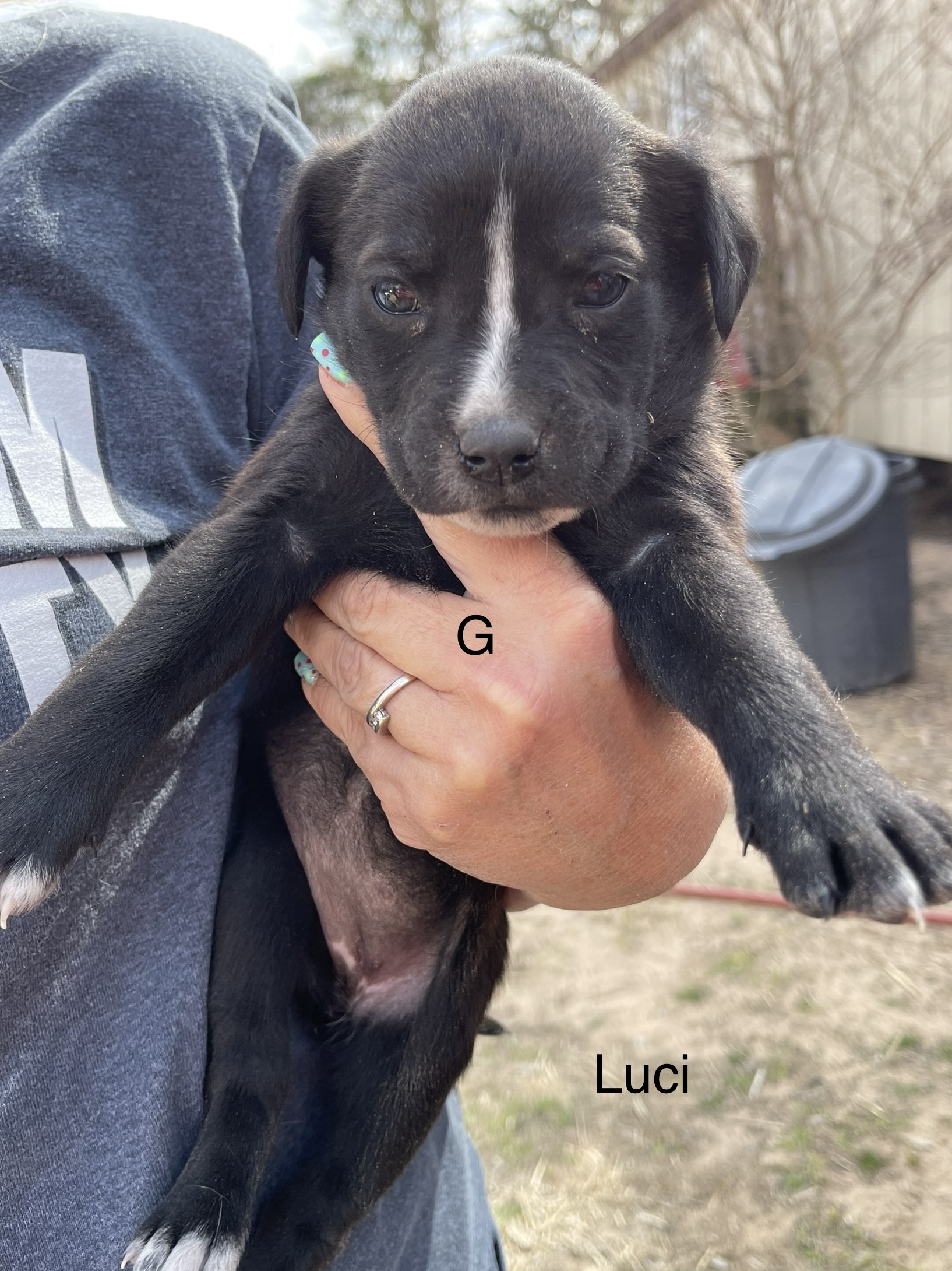 Luci