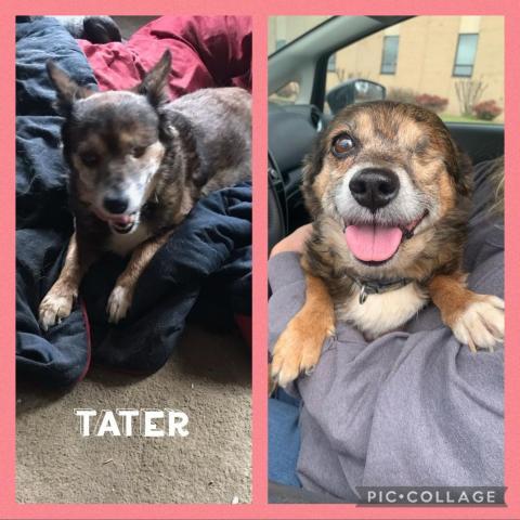 Tater