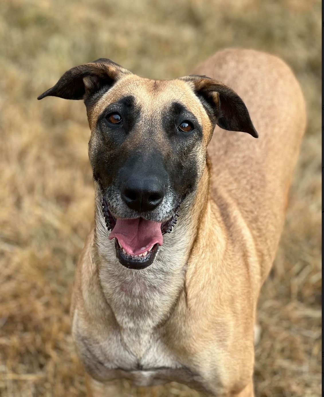 LADY BUNNY, an adoptable Shepherd in Redmond, WA, 98052 | Photo Image 1