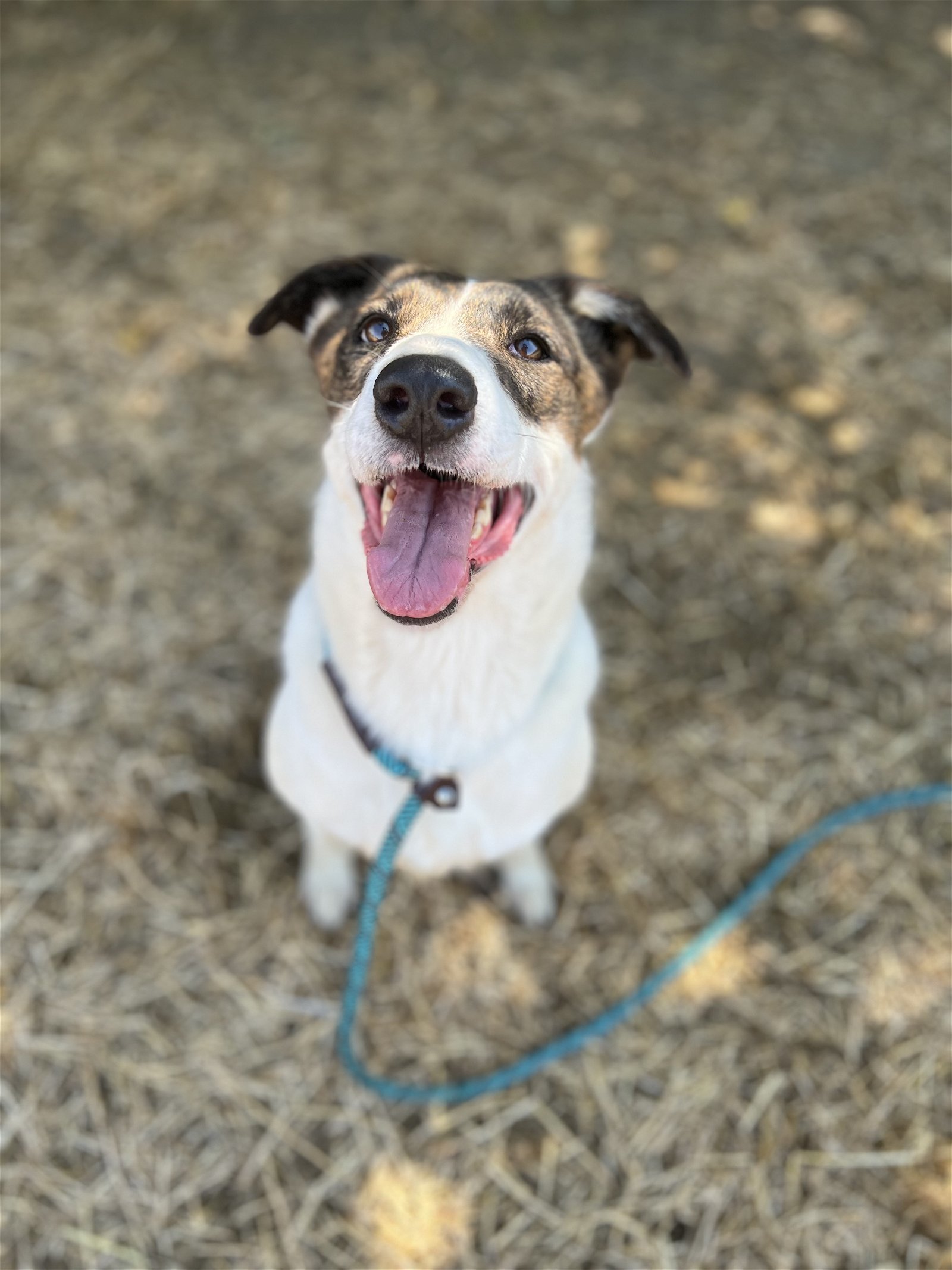 Sofia T., an adoptable Australian Cattle Dog / Blue Heeler in Chico, CA, 95973 | Photo Image 1