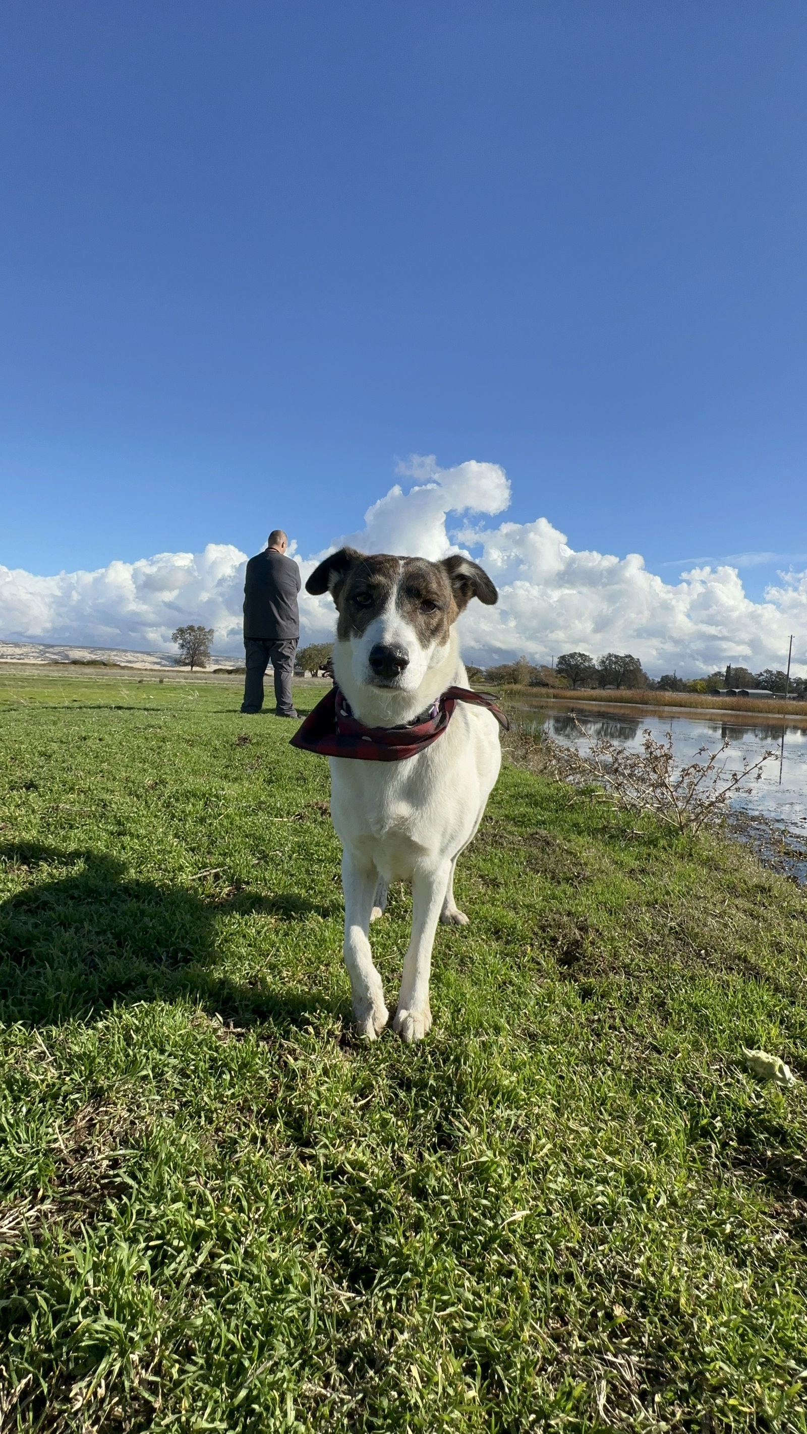 SOPHIE, an adoptable Australian Cattle Dog / Blue Heeler in Chico, CA, 95973 | Photo Image 1