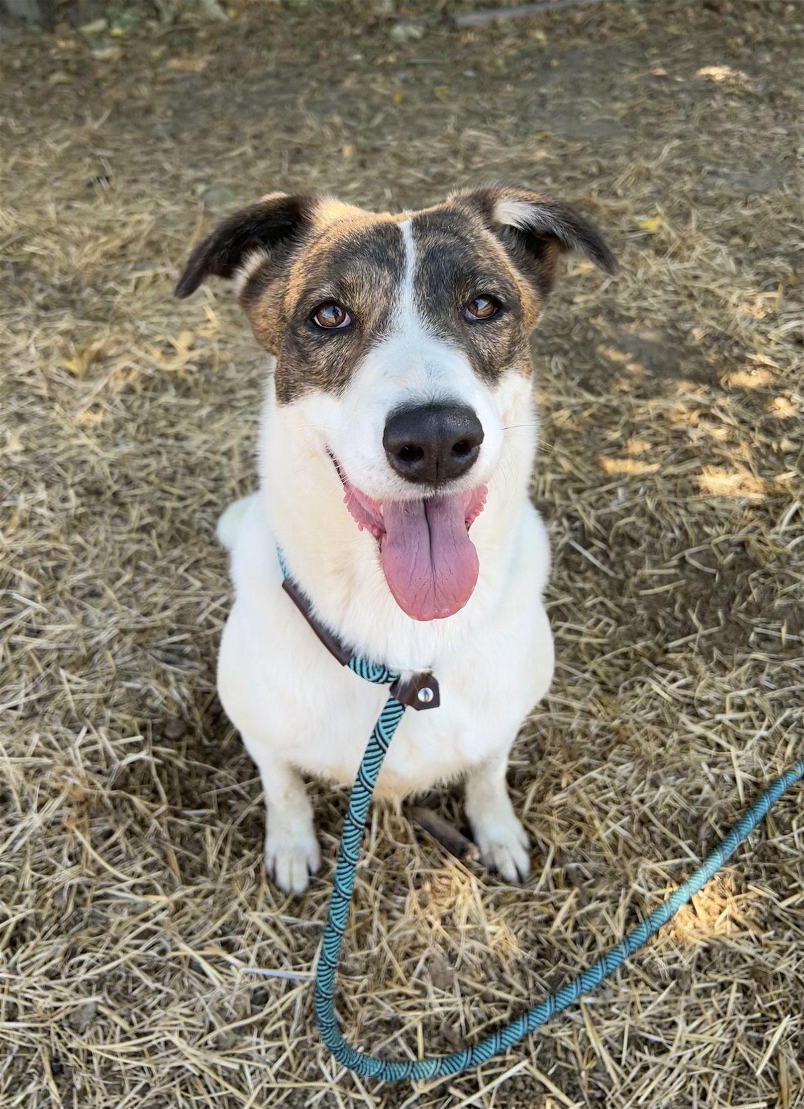 SOPHIE, an adoptable Australian Cattle Dog / Blue Heeler in Chico, CA, 95973 | Photo Image 2