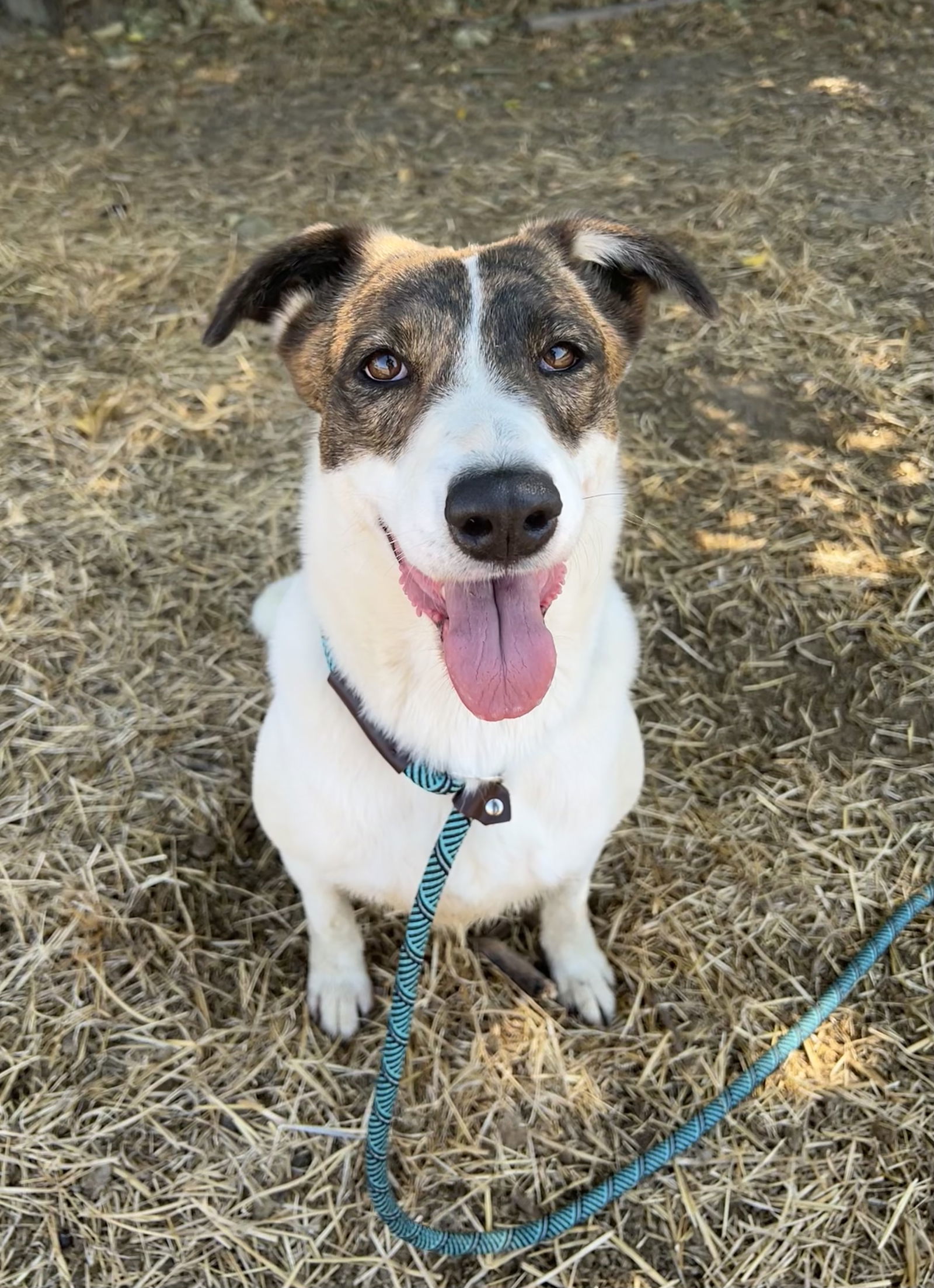 SOPHIE, an adoptable Australian Cattle Dog / Blue Heeler in Chico, CA, 95973 | Photo Image 2