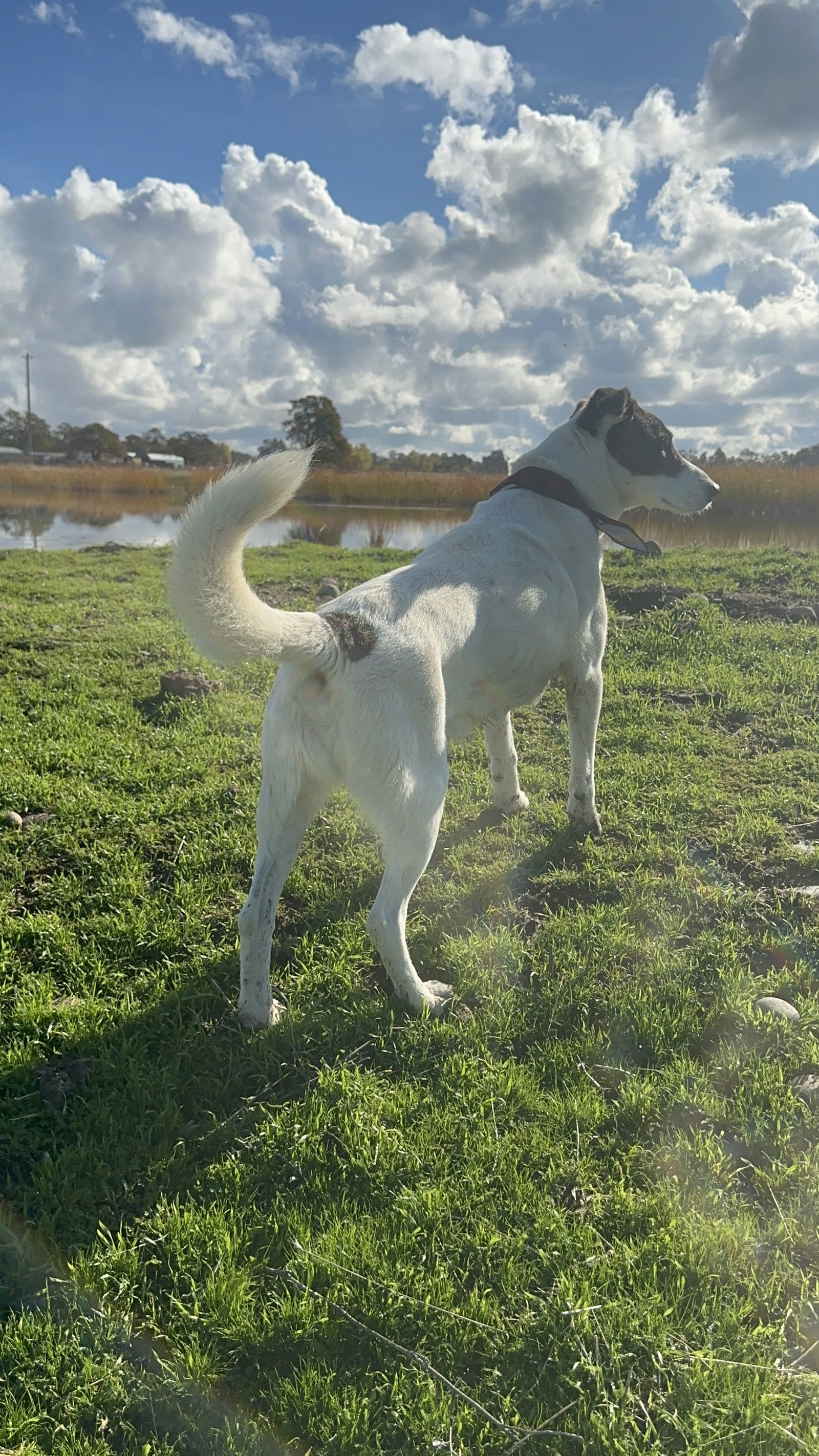 SOPHIE, an adoptable Australian Cattle Dog / Blue Heeler in Chico, CA, 95973 | Photo Image 2