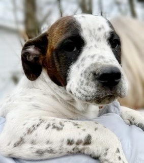 Jack - Pointer litter of 10