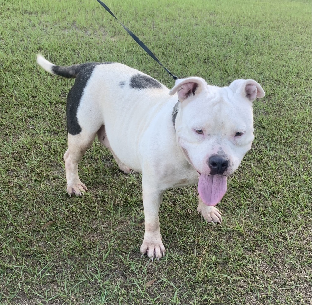 Evie Lee, an adoptable American Bulldog in Troy, AL, 36081 | Photo Image 1