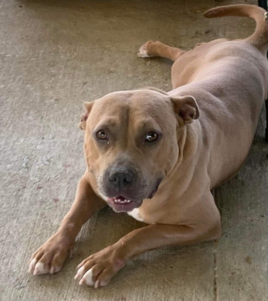 Sandy, an adoptable Pit Bull Terrier in Troy, AL, 36081 | Photo Image 1