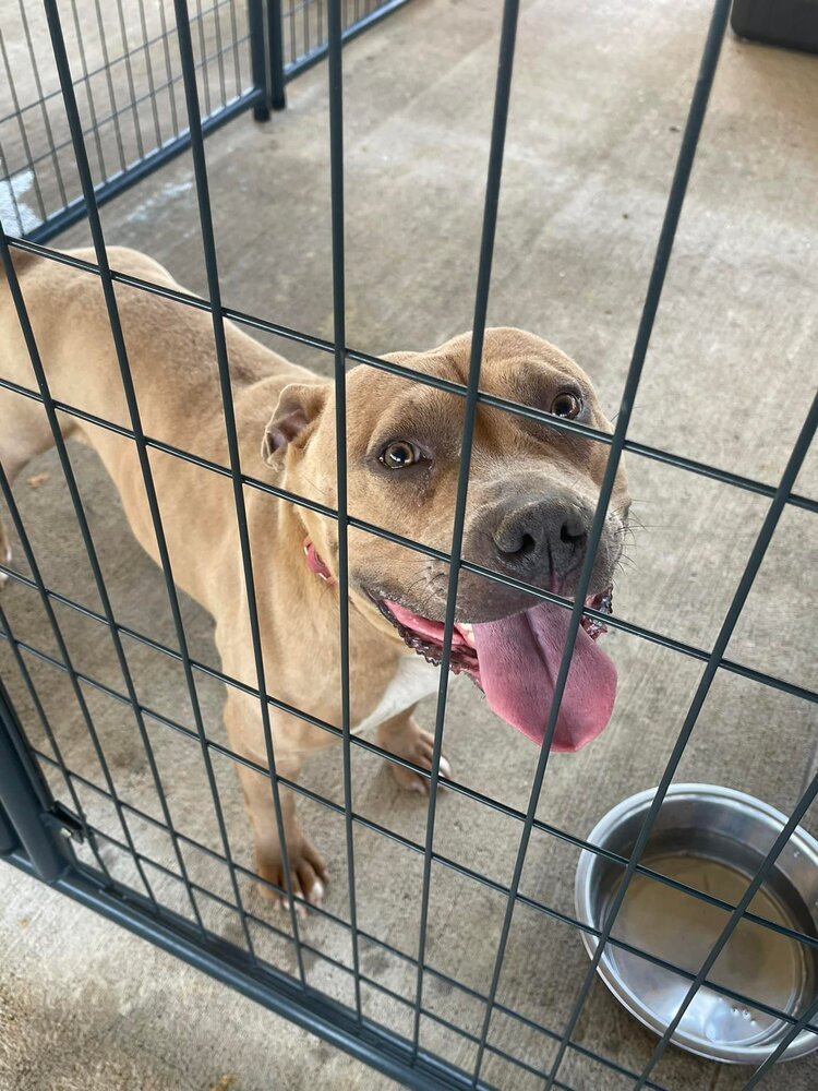 Sandy, an adoptable Pit Bull Terrier in Troy, AL, 36081 | Photo Image 2
