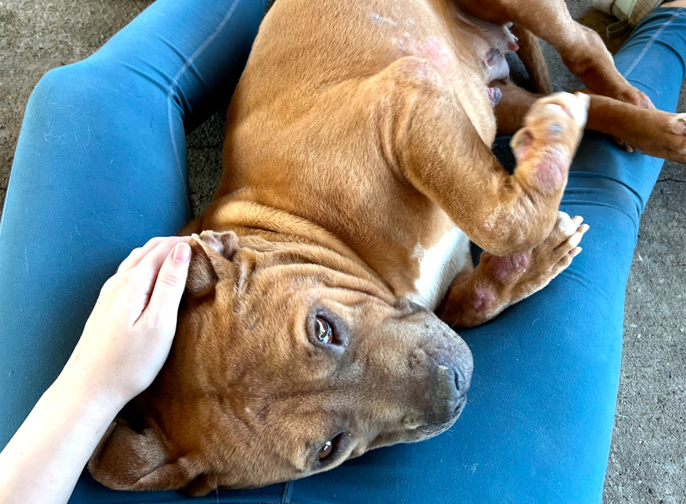 Sandy, an adoptable Pit Bull Terrier in Troy, AL, 36081 | Photo Image 3