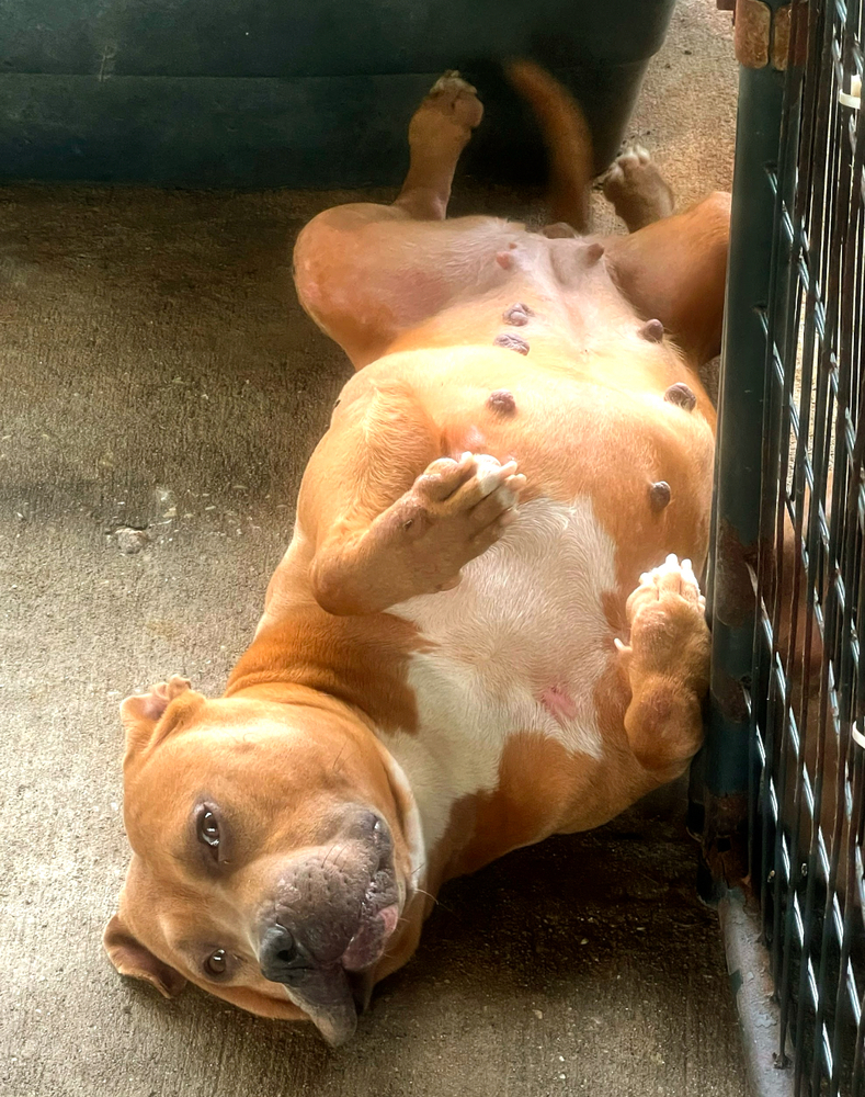 Sandy, an adoptable Pit Bull Terrier in Troy, AL, 36081 | Photo Image 4