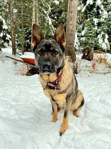 Maggie - located in Montana, an adoptable Belgian Shepherd / Malinois, German Shepherd Dog in Imlay City, MI, 48444 | Photo Image 1