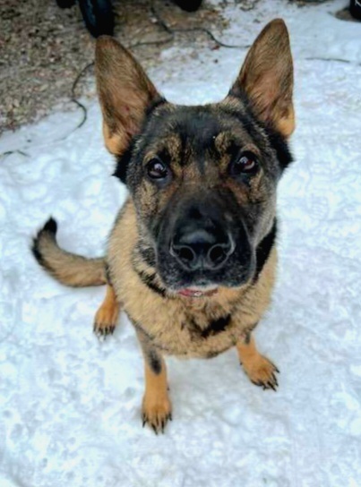 Maggie - located in Montana, an adoptable Belgian Shepherd / Malinois, German Shepherd Dog in Imlay City, MI, 48444 | Photo Image 2
