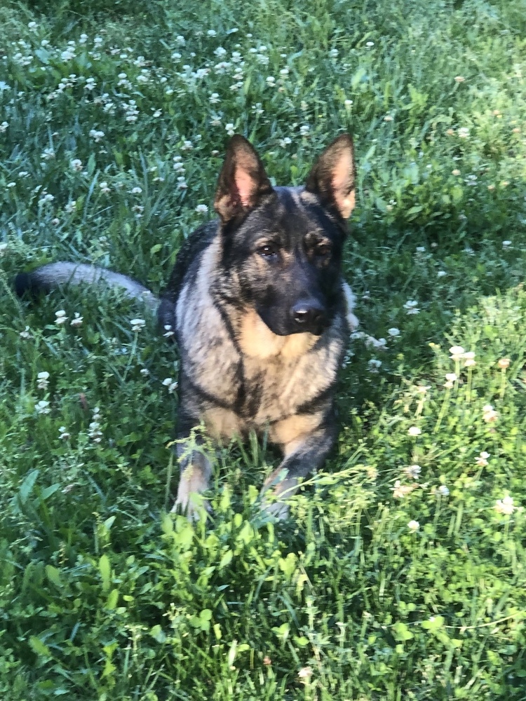 Maggie - located in Montana, an adoptable Belgian Shepherd / Malinois, German Shepherd Dog in Imlay City, MI, 48444 | Photo Image 3