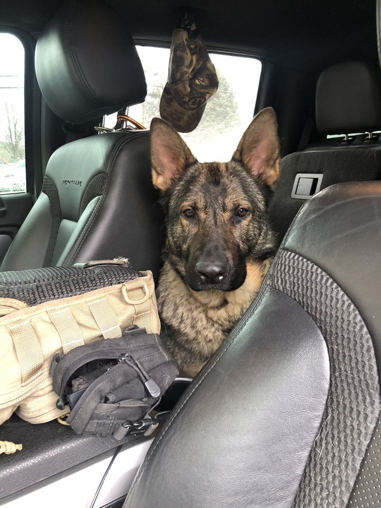 Maggie - located in Montana, an adoptable Belgian Shepherd / Malinois, German Shepherd Dog in Imlay City, MI, 48444 | Photo Image 4