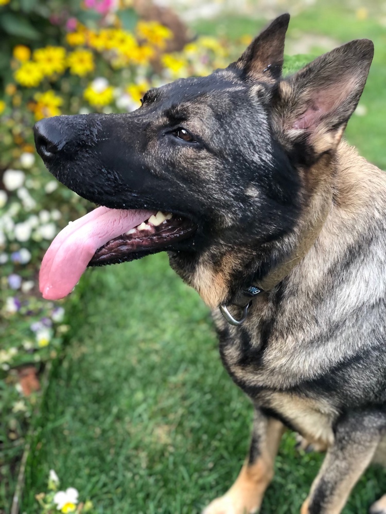 Maggie - located in Montana, an adoptable Belgian Shepherd / Malinois, German Shepherd Dog in Imlay City, MI, 48444 | Photo Image 5