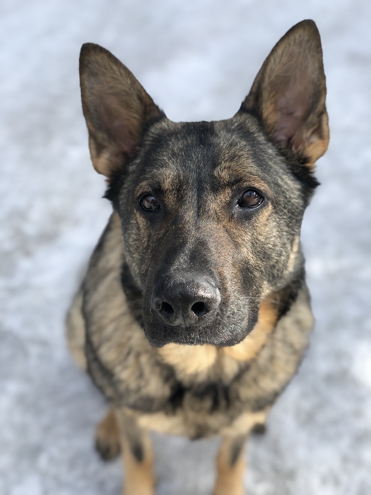 Maggie - located in Montana, an adoptable Belgian Shepherd / Malinois, German Shepherd Dog in Imlay City, MI, 48444 | Photo Image 6