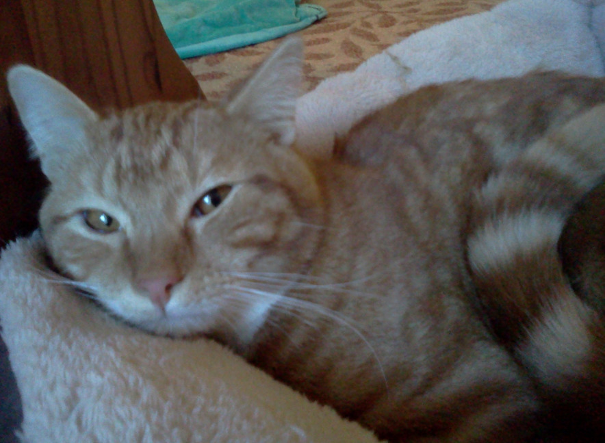 Golden Eyes, an adoptable Domestic Short Hair in Salt Lake City, UT, 84117 | Photo Image 3