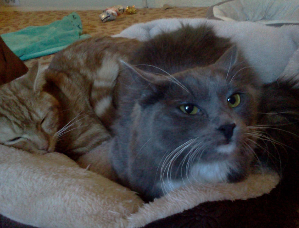 Golden Eyes, an adoptable Domestic Short Hair in Salt Lake City, UT, 84117 | Photo Image 4