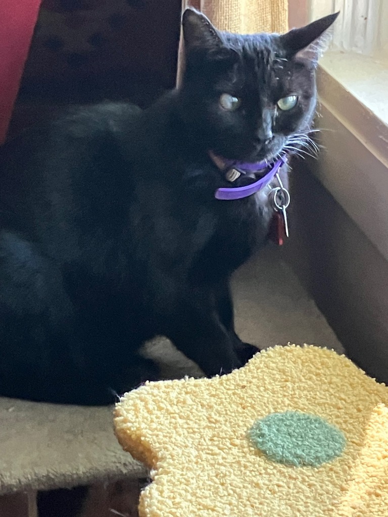Baby Girl, an adoptable Domestic Medium Hair in Salt Lake City, UT, 84117 | Photo Image 1