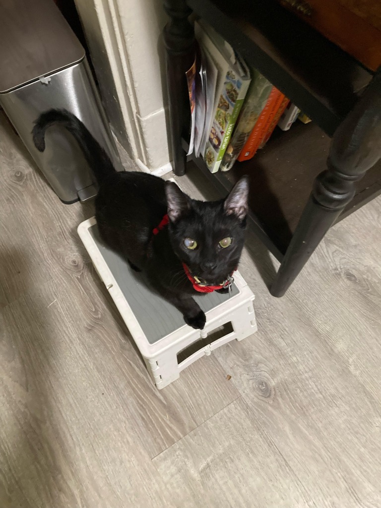 Baby Girl, an adoptable Domestic Medium Hair in Salt Lake City, UT, 84117 | Photo Image 2