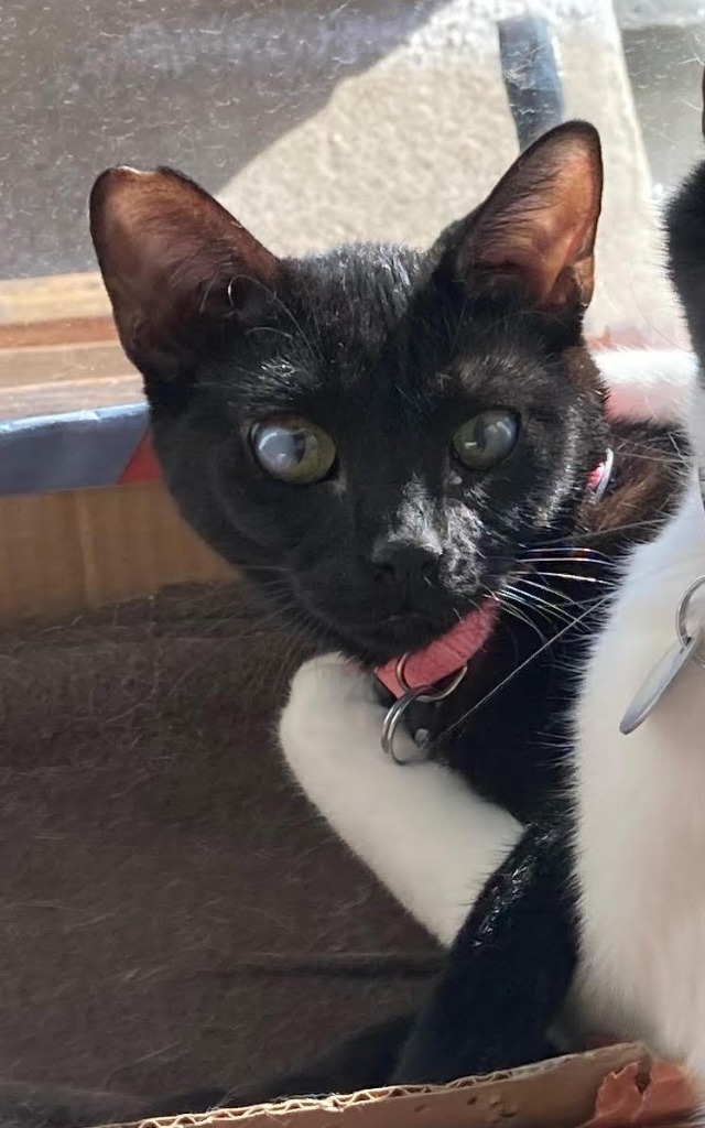 Baby Girl, an adoptable Domestic Medium Hair in Salt Lake City, UT, 84117 | Photo Image 5