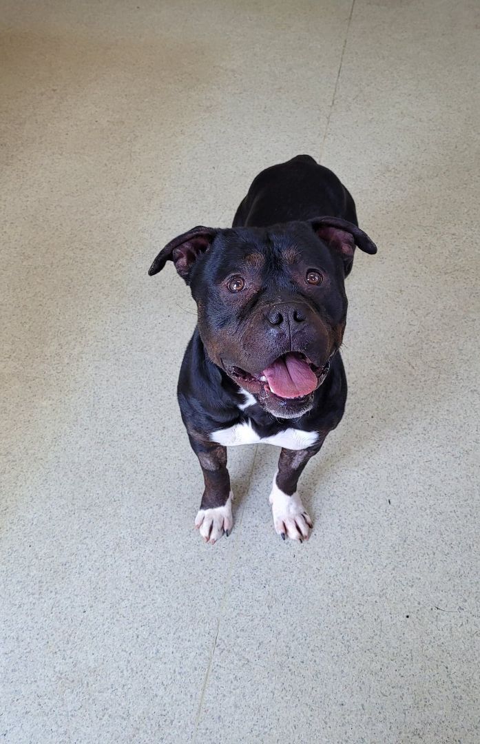 Hank, an adoptable American Bully in Freeport, IL, 61032 | Photo Image 2