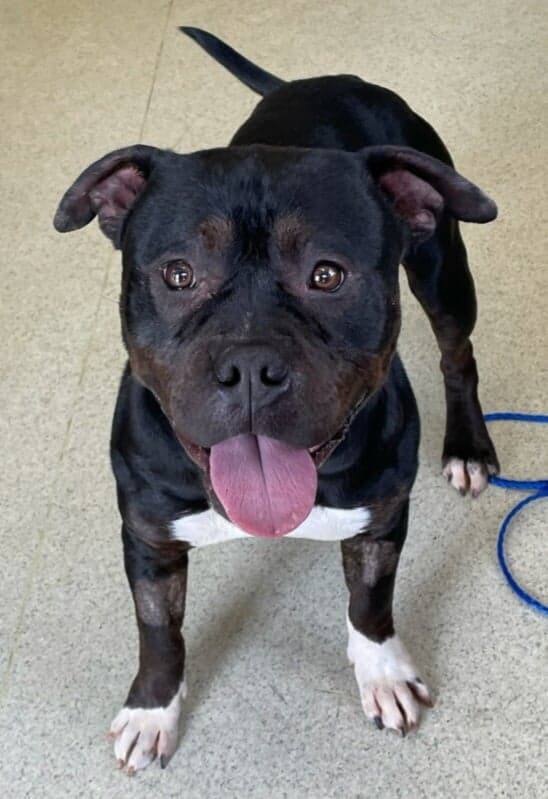 Hank, an adoptable American Bully in Freeport, IL, 61032 | Photo Image 6