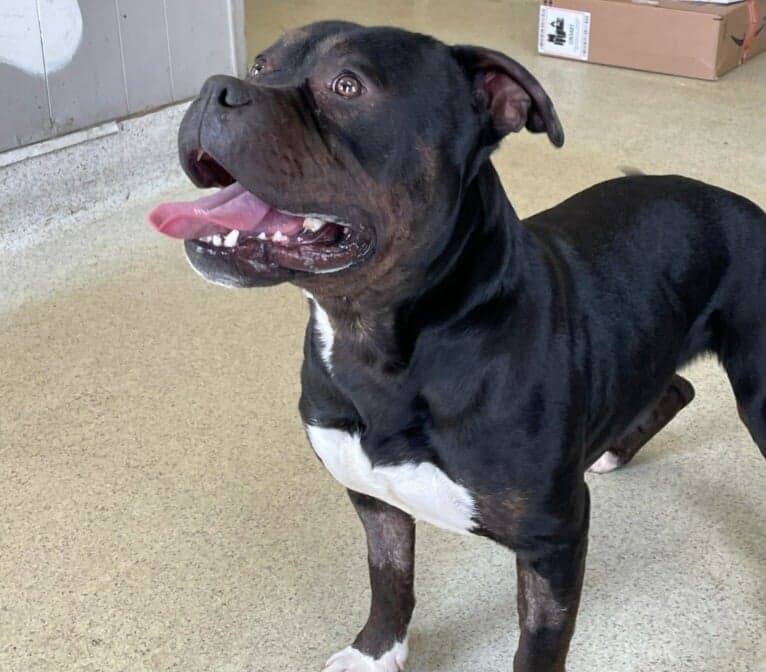 Hank, an adoptable American Bully in Freeport, IL, 61032 | Photo Image 8