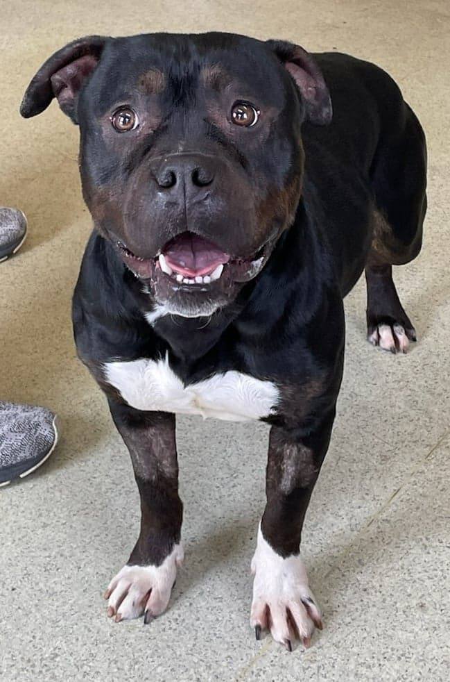 Hank, an adoptable American Bully in Freeport, IL, 61032 | Photo Image 9