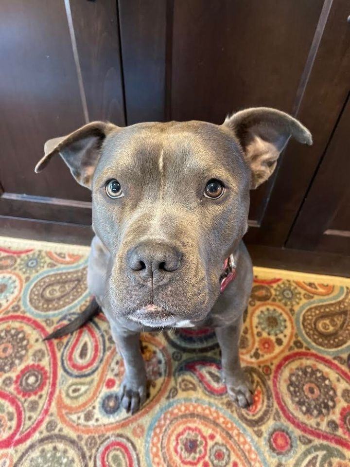 ZELDA - Petite pitty, loyal, perfect companion