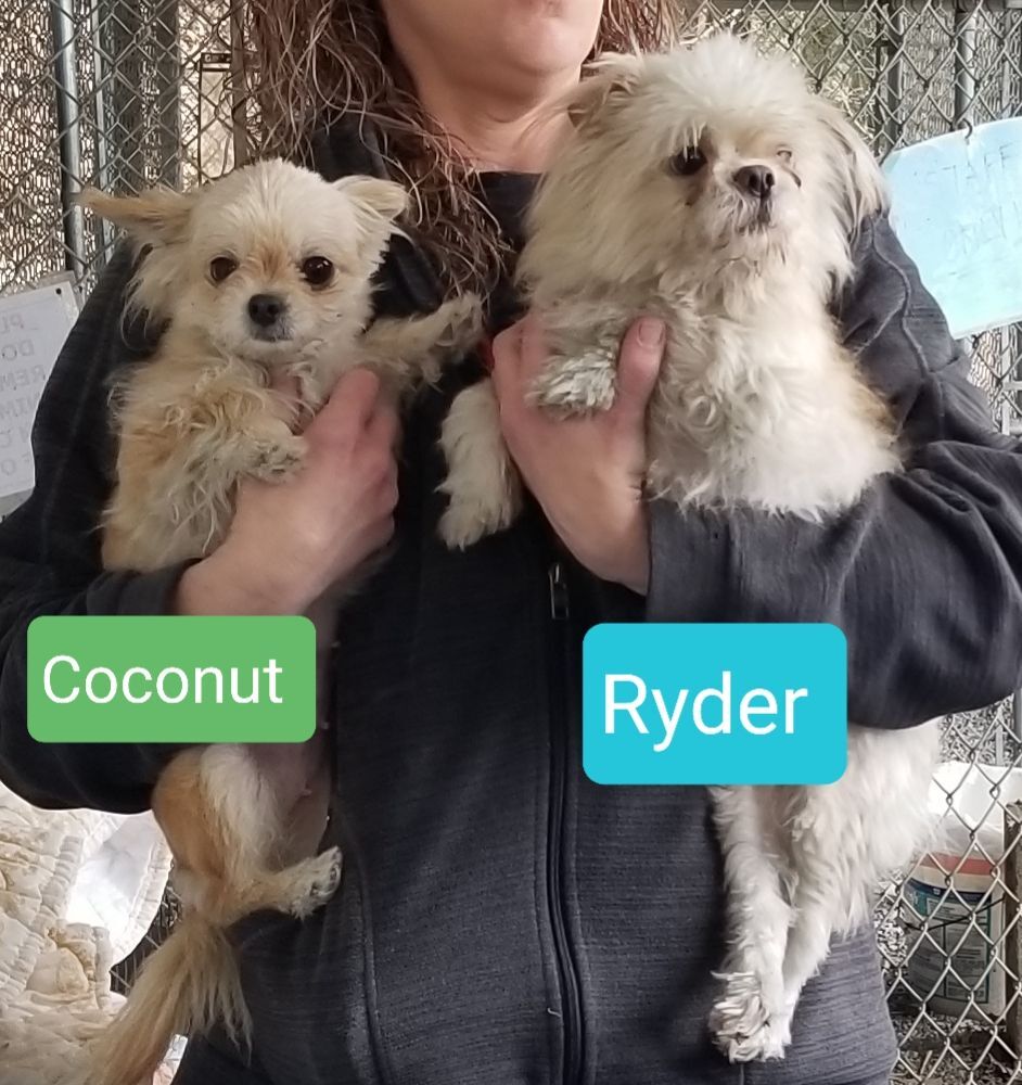 Coconut (Coco)-female and Ryder-male