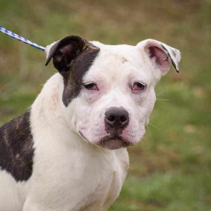 tro Bemyndigelse anekdote Dog for adoption - Pink, an American Bulldog Mix in Lambertville, NJ |  Petfinder